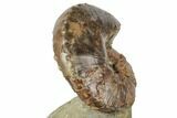 Iridescent Fossil Ammonite (Discoscaphites) - South Dakota #189352-2